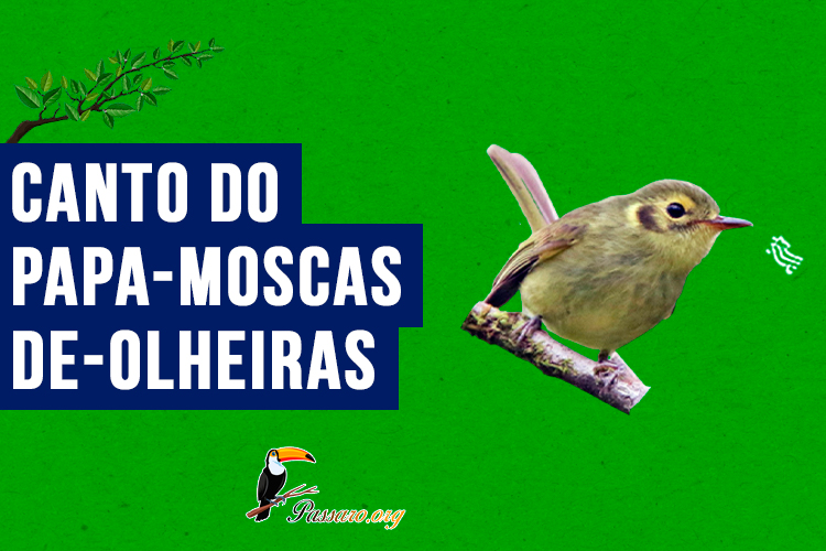 canto do papa-moscas-de-olheiras