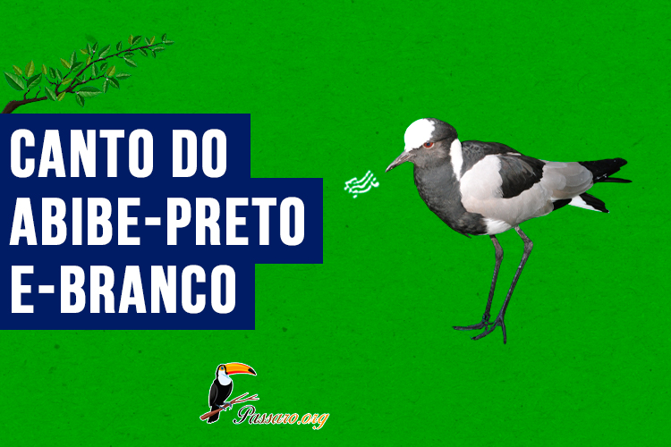 canto do abibe-preto-e-branco