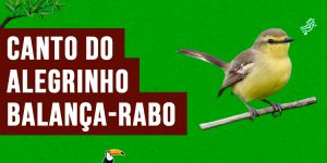 canto do alegrinho-balanca-rabo