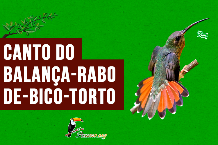 canto do balanca-rabo-de-bico-torto