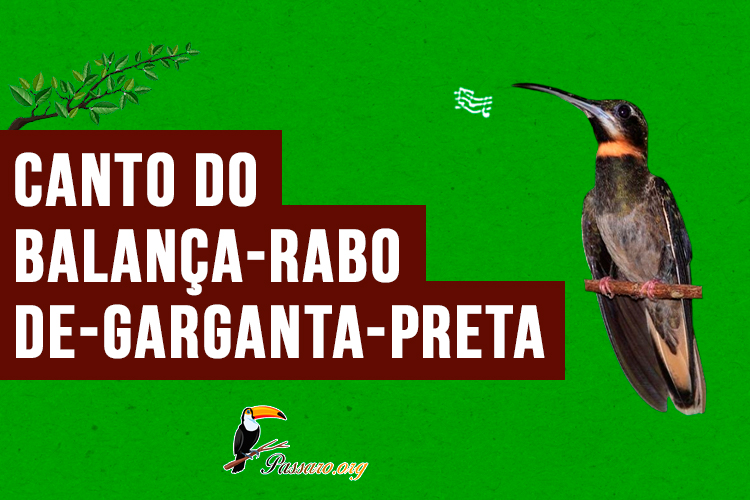 canto do balanca-rabo-de-garganta-preta