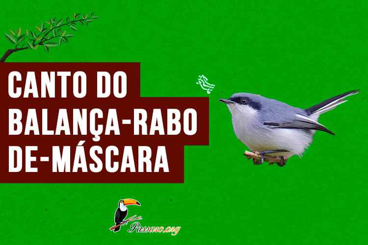 canto do balanca-rabo-de-mascara