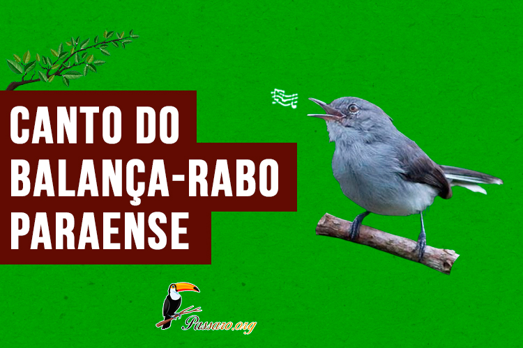 canto do balanca-rabo-paraense