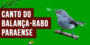 canto do balanca-rabo-paraense