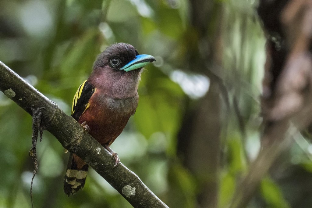 canto do banded broadbill