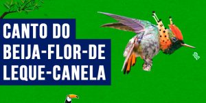 canto do beija-flor-de-leque-canela