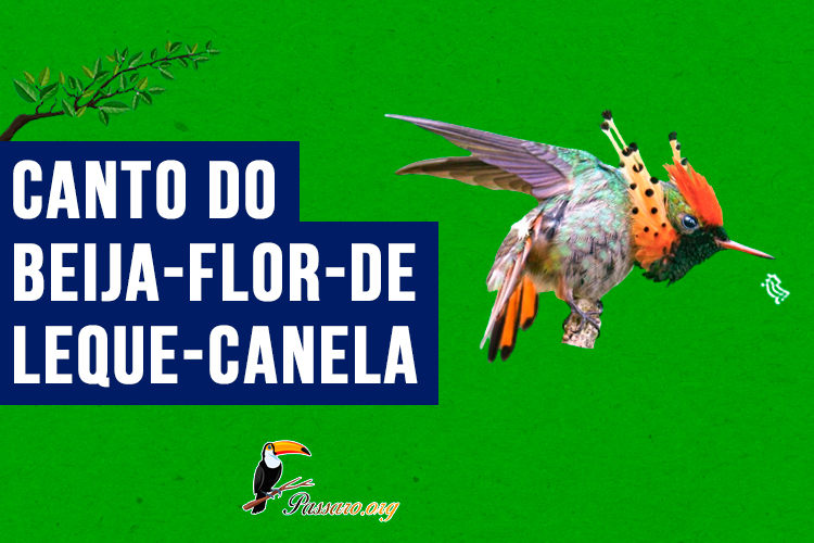 canto do beija-flor-de-leque-canela