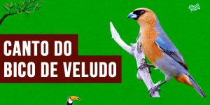 canto do bico-de-veludo