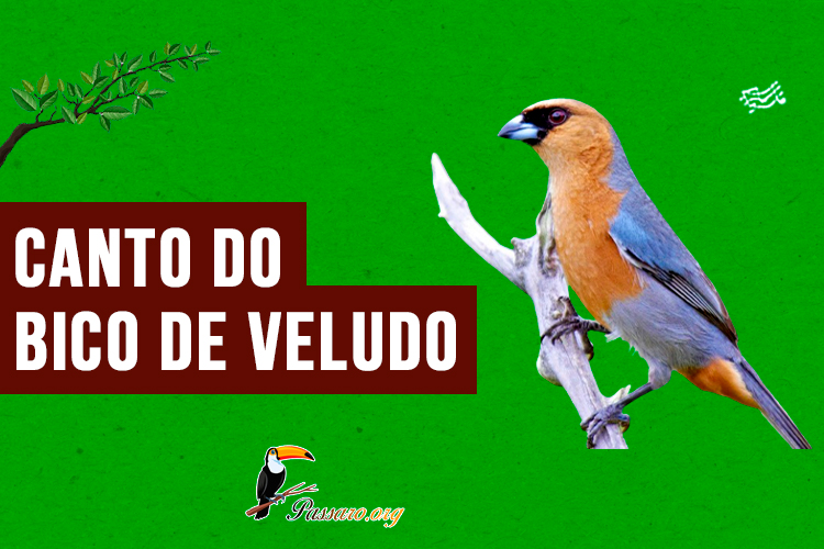 canto do bico-de-veludo