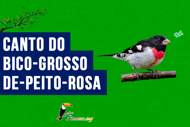 canto do bico-grosso-de-peito-rosa