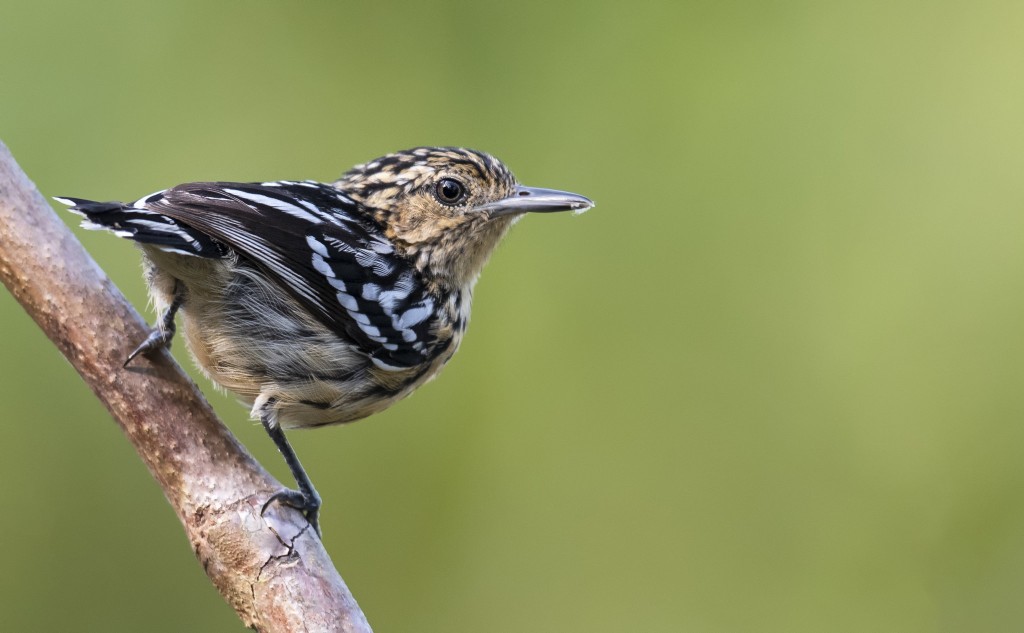 canto do choquinha-de-peito-riscado