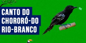 canto do chororo-do-rio-branco