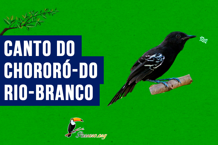 canto do chororo-do-rio-branco