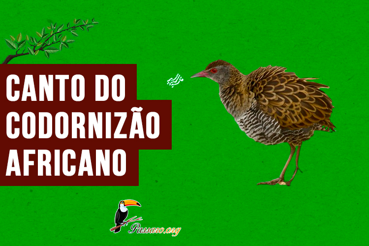 canto do codornizão-africano