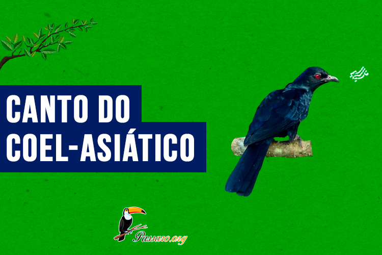 canto do coel-asiatico