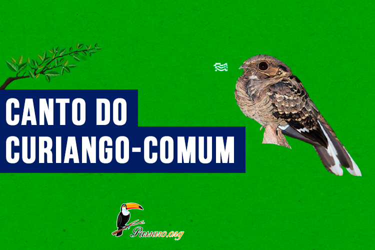 canto do curiango-comum