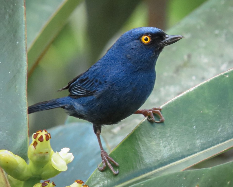 canto do diglosa azul