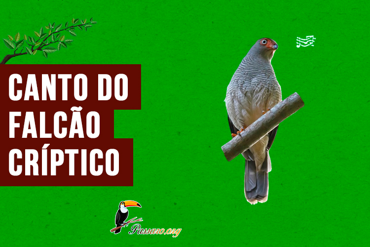 canto do falcao-críptico