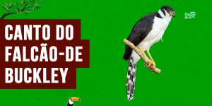 canto do falcao-de-buckley