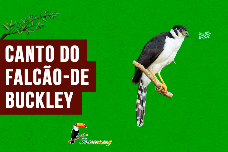 canto do falcao-de-buckley