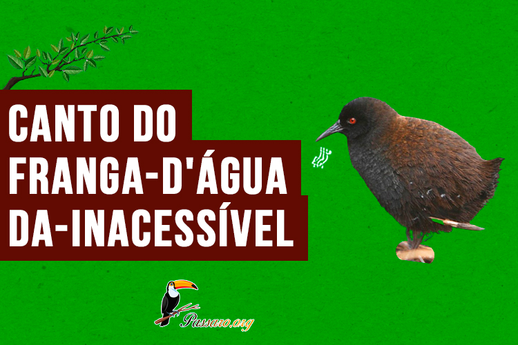 canto do franga-d'água-da-inacessível