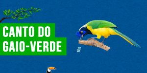 canto do gaio-verde