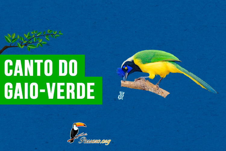 canto do gaio-verde