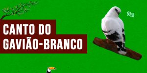 canto do gaviao-branco