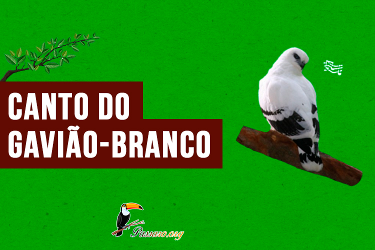 canto do gaviao-branco