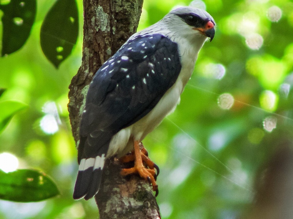 canto do gaviao-de-cara-preta