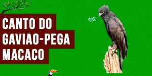 canto do gaviao-pega-macaco