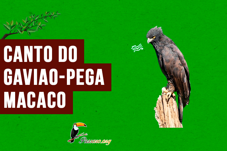 canto do gaviao-pega-macaco