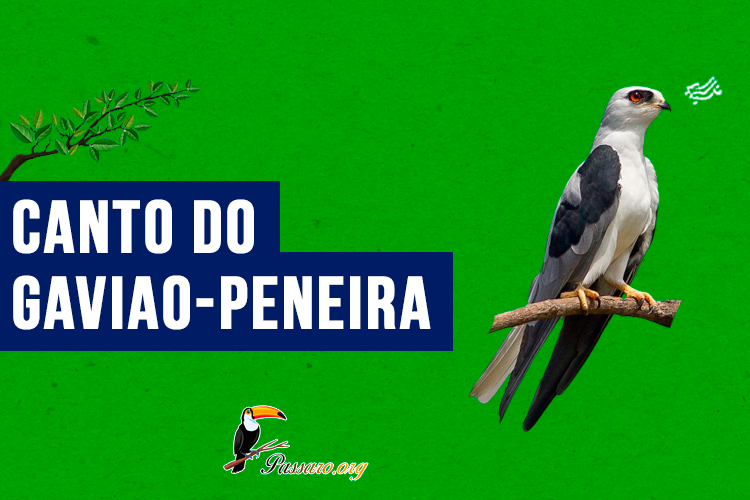 canto do gaviao-peneira