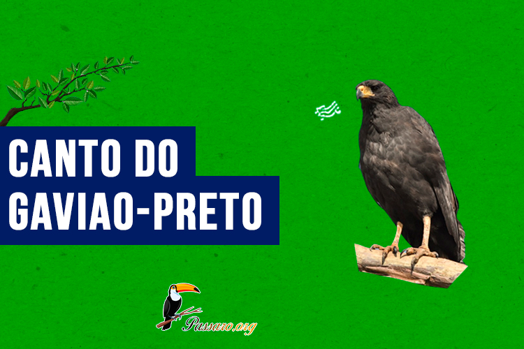 canto do gaviao-preto