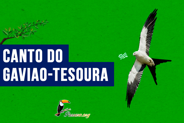 canto do gaviao-tesoura