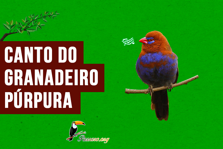 canto do granadeiro-purpura