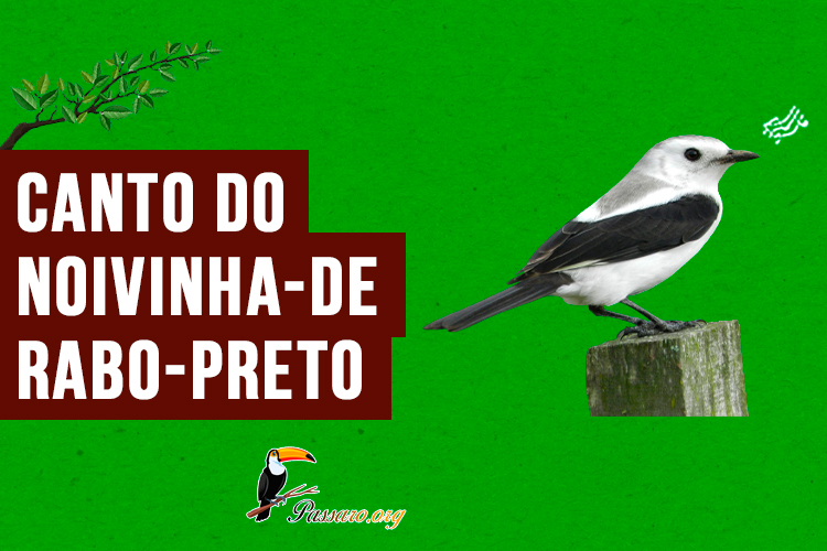 canto do noivinha-de-rabo-preto