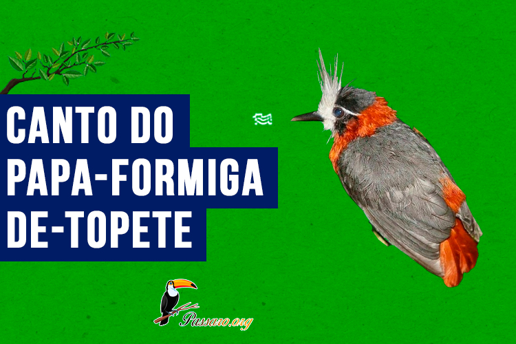 canto do papa-formiga-de-topete