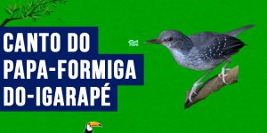 canto do papa-formiga-do-igarape