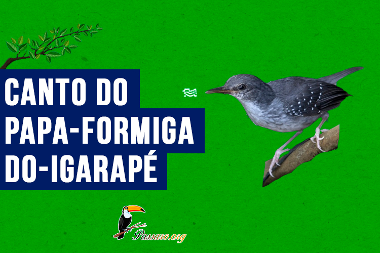 canto do papa-formiga-do-igarape