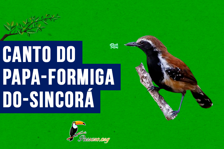 canto do papa-formiga-do-sincora