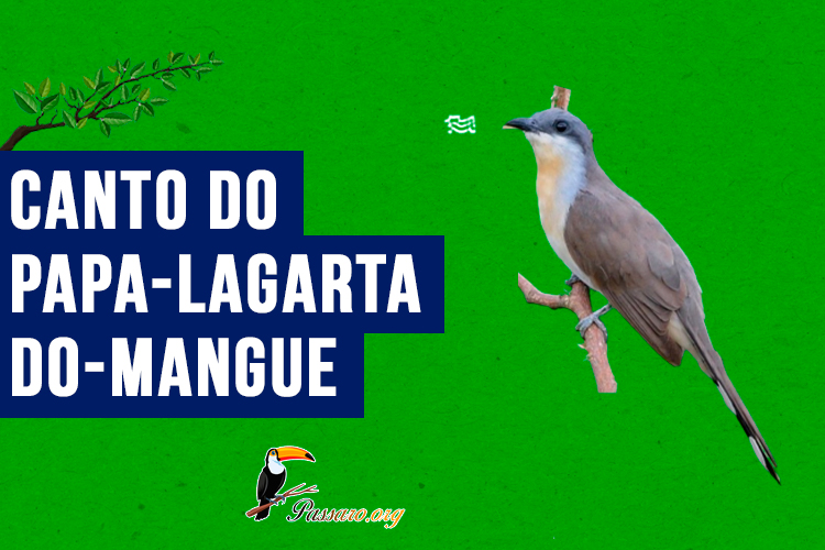 canto do papa-lagarta-do-mangue