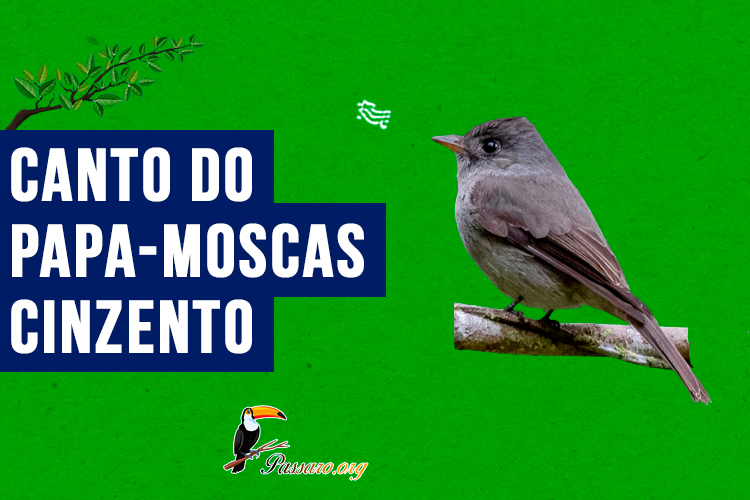 canto do papa-moscas-cinzento