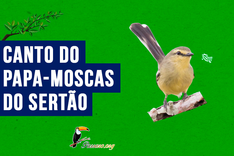 canto do papa-moscas do sertao