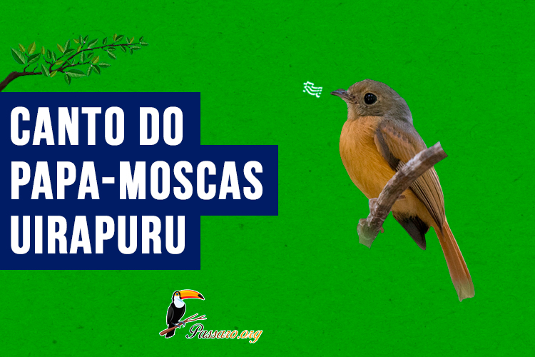 canto do papa-moscas-uirapuru