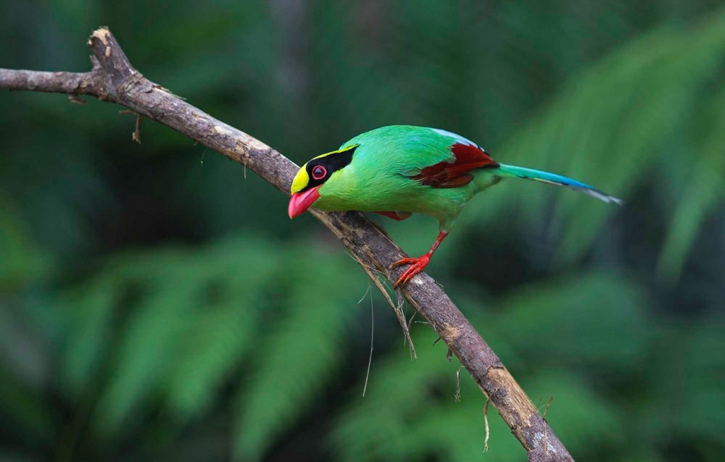 canto do pega verde de borneu