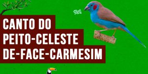 canto do peito-celeste-de-face-carmesim