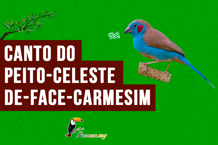 canto do peito-celeste-de-face-carmesim