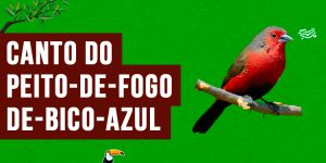 canto do peito-de-fogo-de-bico-azul