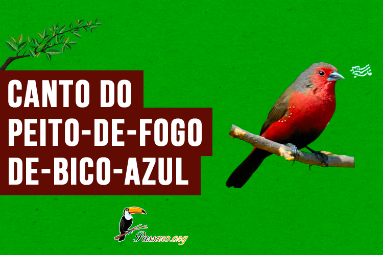 canto do peito-de-fogo-de-bico-azul